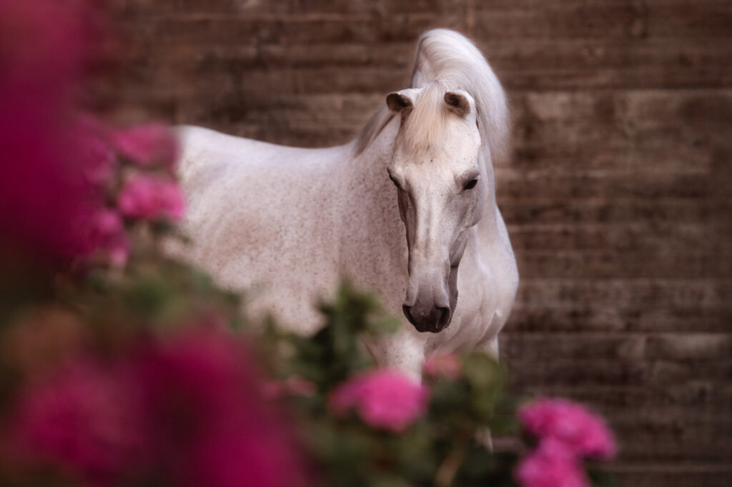 Die 5 schönsten Locations für Dein Fotoshooting mit Pferd 52 Tierfotografie Claudia Rahlmeier