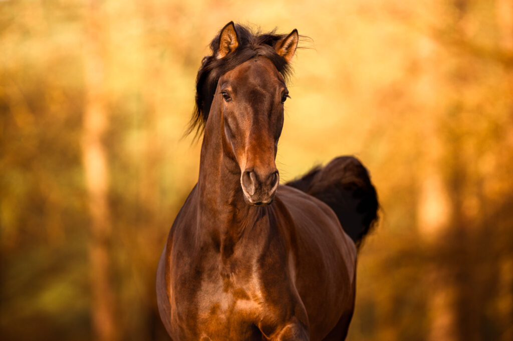 Die 5 schönsten Locations für Dein Fotoshooting mit Pferd 36 Tierfotografie Claudia Rahlmeier