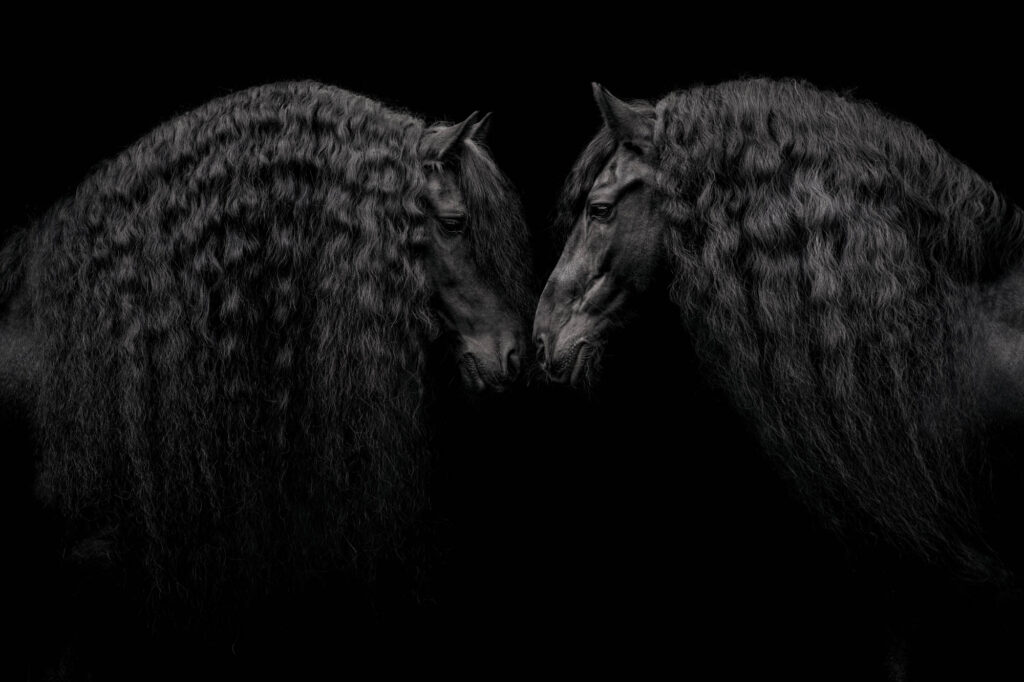 Die 5 schönsten Locations für Dein Fotoshooting mit Pferd 28 Tierfotografie Claudia Rahlmeier