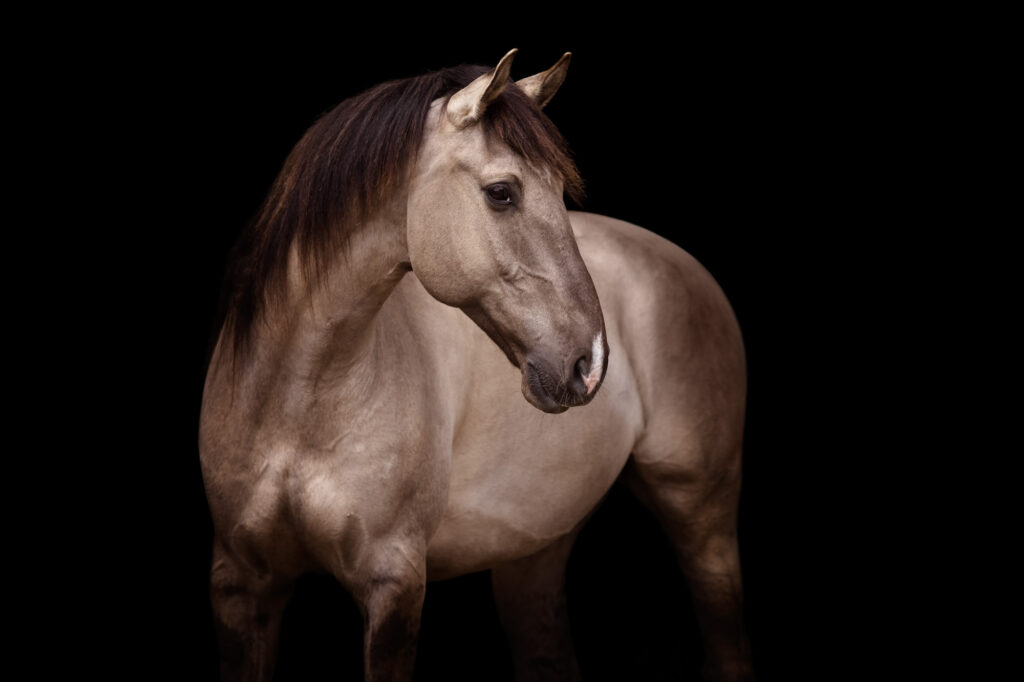 Die 5 schönsten Locations für Dein Fotoshooting mit Pferd 29 Tierfotografie Claudia Rahlmeier