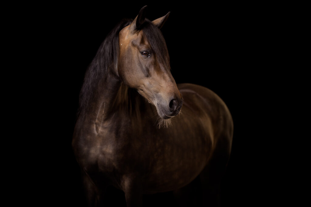 Rainbowcolours New Forest Ponys 26 Tierfotografie Claudia Rahlmeier