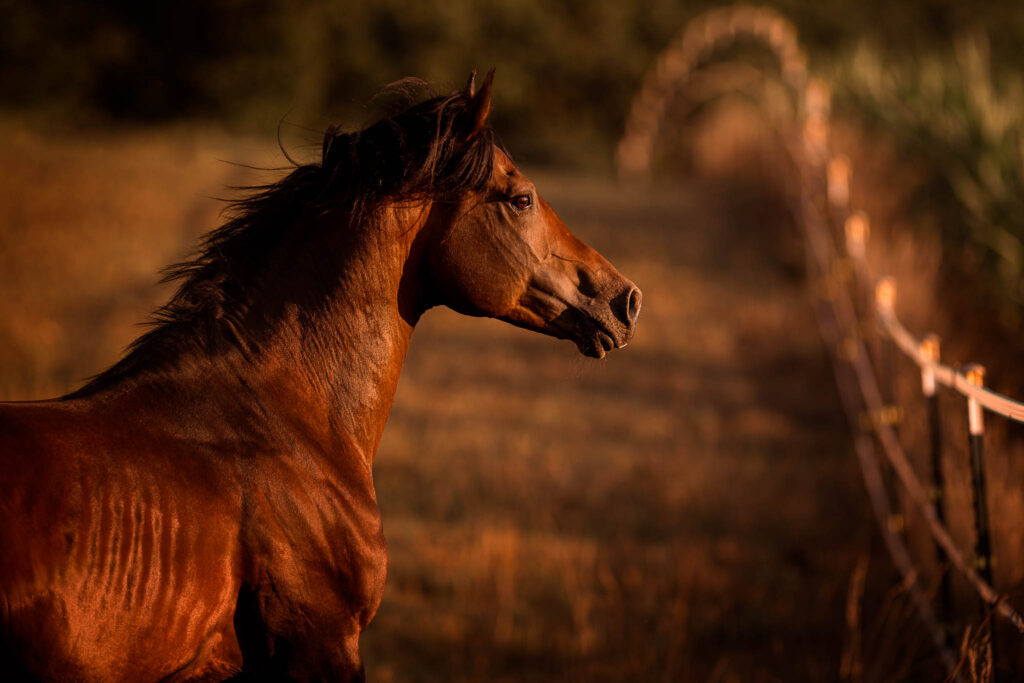 Rainbowcolours New Forest Ponys 22 Tierfotografie Claudia Rahlmeier