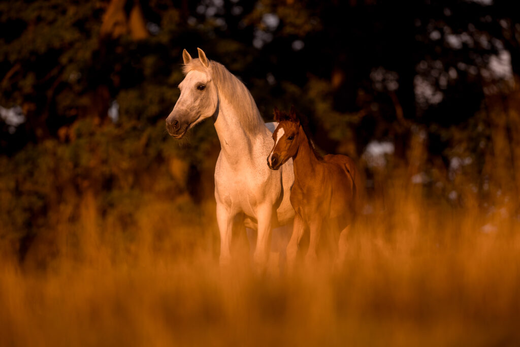 Rainbowcolours New Forest Ponys 11 Tierfotografie Claudia Rahlmeier