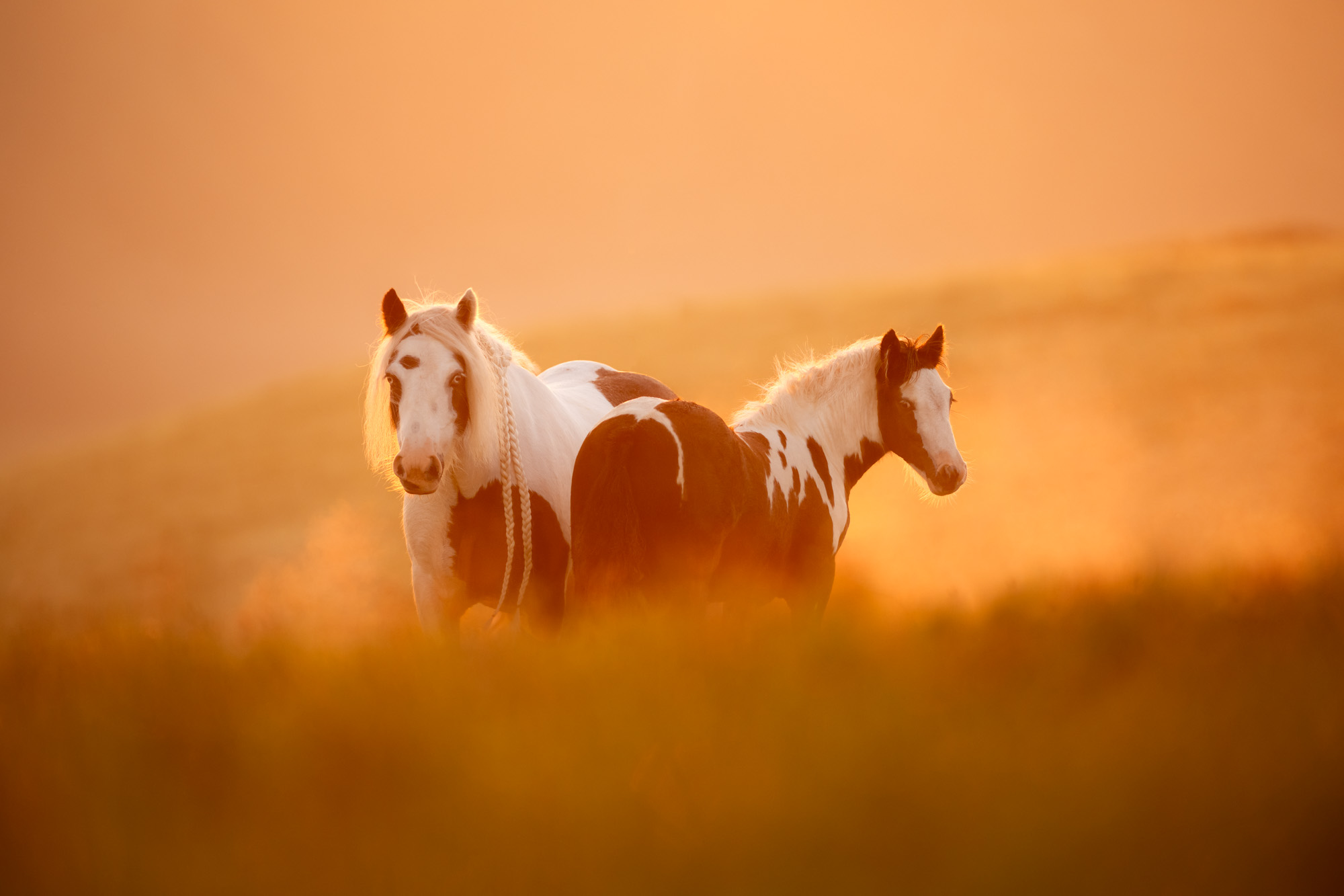 Tierfotografie Claudia Rahlmeier