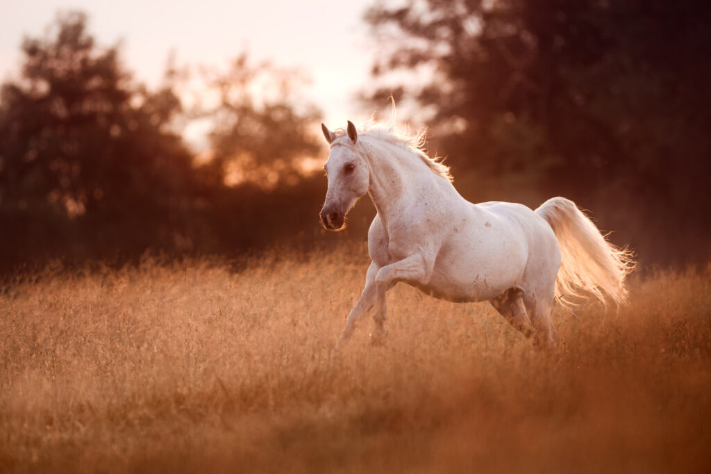 Die 5 schönsten Locations für Dein Fotoshooting mit Pferd 38 Tierfotografie Claudia Rahlmeier