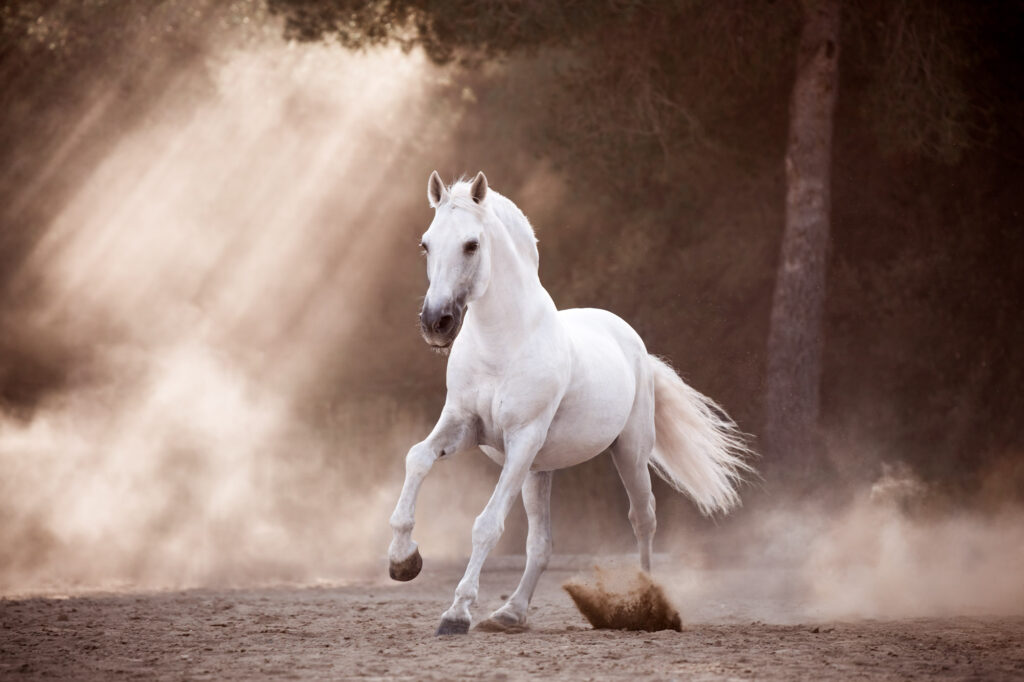 Die 5 schönsten Locations für Dein Fotoshooting mit Pferd 11 Tierfotografie Claudia Rahlmeier