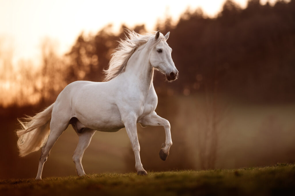 Die 5 schönsten Locations für Dein Fotoshooting mit Pferd 39 Tierfotografie Claudia Rahlmeier