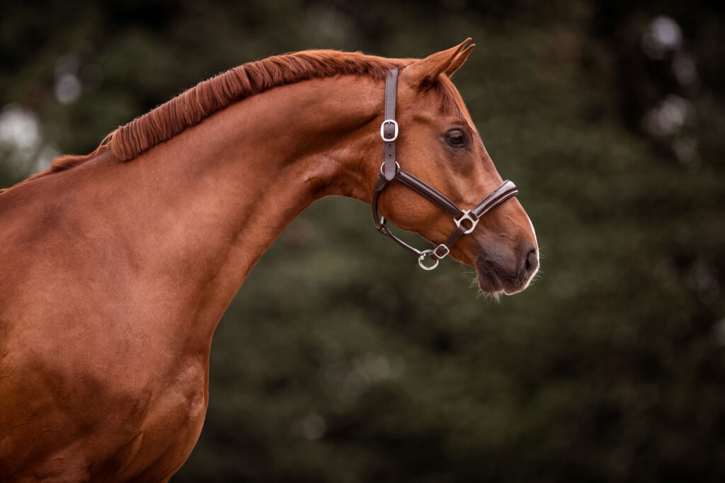 Die 5 schönsten Locations für Dein Fotoshooting mit Pferd 19 Tierfotografie Claudia Rahlmeier