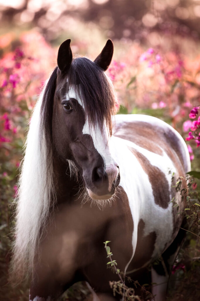 Die 5 schönsten Locations für Dein Fotoshooting mit Pferd 9 Tierfotografie Claudia Rahlmeier