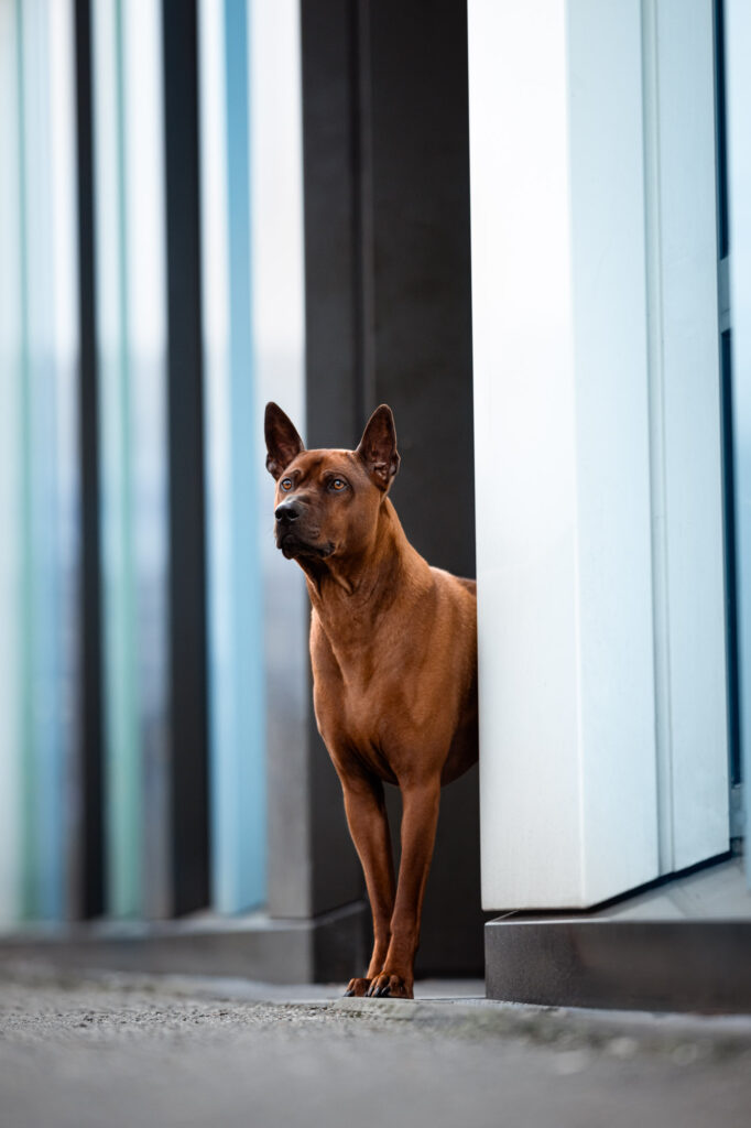 Hunde in der Stadt - Alpha in München 4 Tierfotografie Claudia Rahlmeier