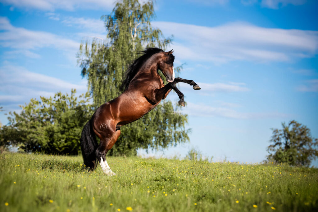 Die 5 schönsten Locations für Dein Fotoshooting mit Pferd 40 Tierfotografie Claudia Rahlmeier