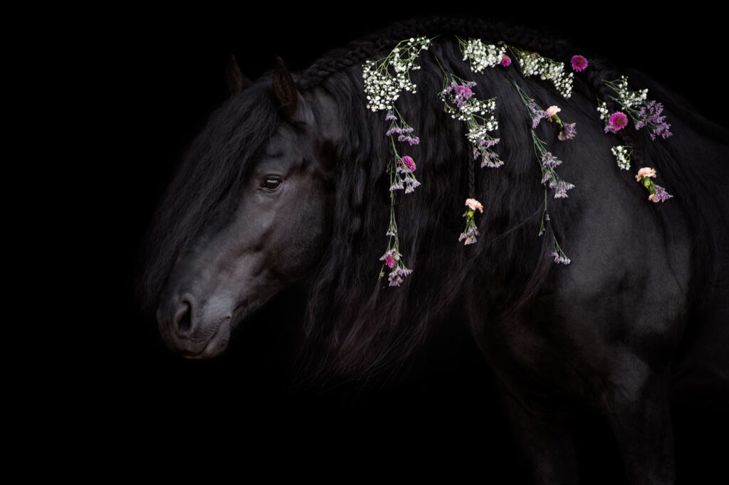 Die 5 schönsten Locations für Dein Fotoshooting mit Pferd 23 Tierfotografie Claudia Rahlmeier