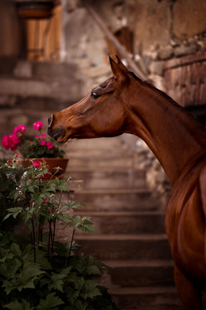 Die 5 schönsten Locations für Dein Fotoshooting mit Pferd 51 Tierfotografie Claudia Rahlmeier