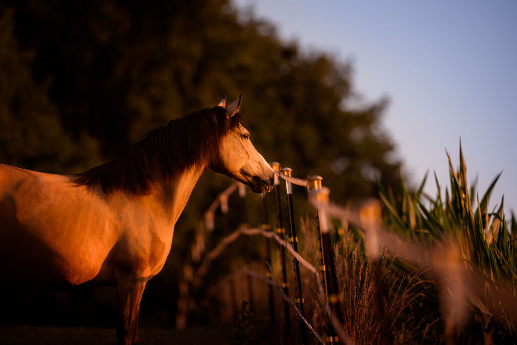 Rainbowcolours New Forest Ponys 8 Tierfotografie Claudia Rahlmeier