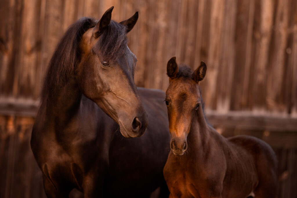 Rainbowcolours New Forest Ponys 35 Tierfotografie Claudia Rahlmeier