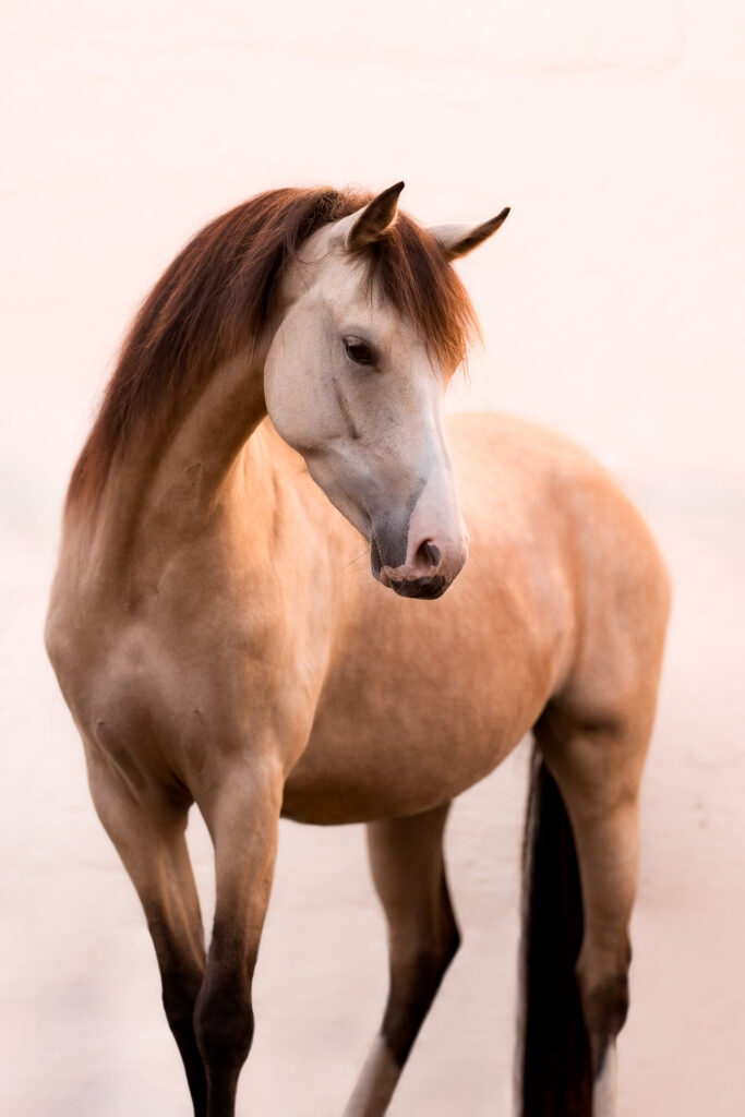 Rainbowcolours New Forest Ponys 30 Tierfotografie Claudia Rahlmeier