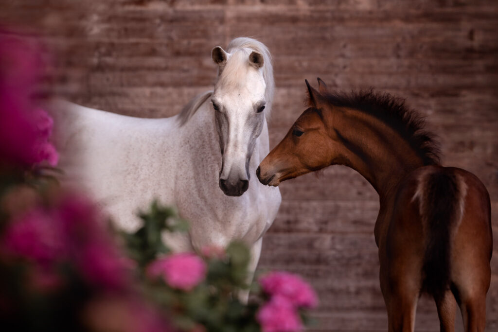 Rainbowcolours New Forest Ponys 4 Tierfotografie Claudia Rahlmeier