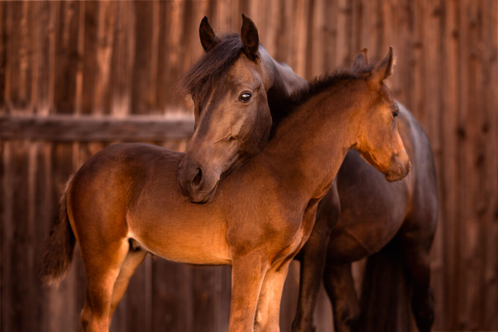 Rainbowcolours New Forest Ponys 34 Tierfotografie Claudia Rahlmeier