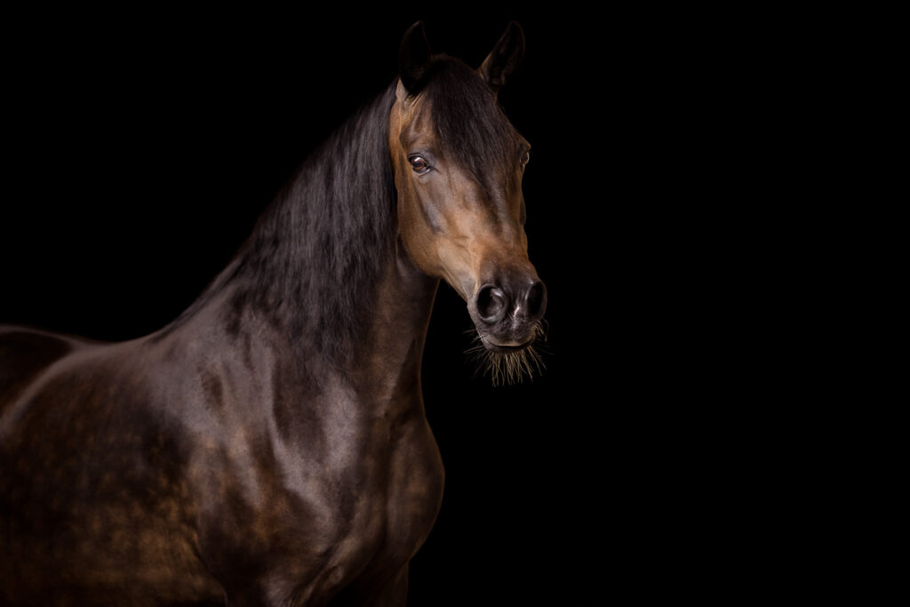 Rainbowcolours New Forest Ponys 24 Tierfotografie Claudia Rahlmeier