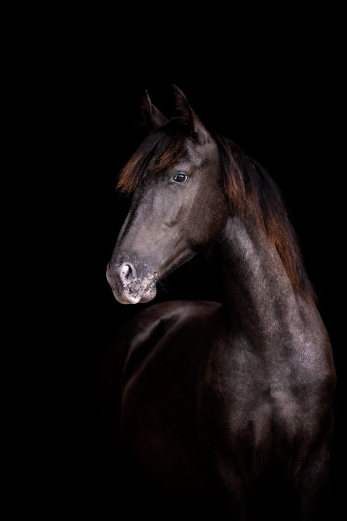 Die 5 schönsten Locations für Dein Fotoshooting mit Pferd 26 Tierfotografie Claudia Rahlmeier