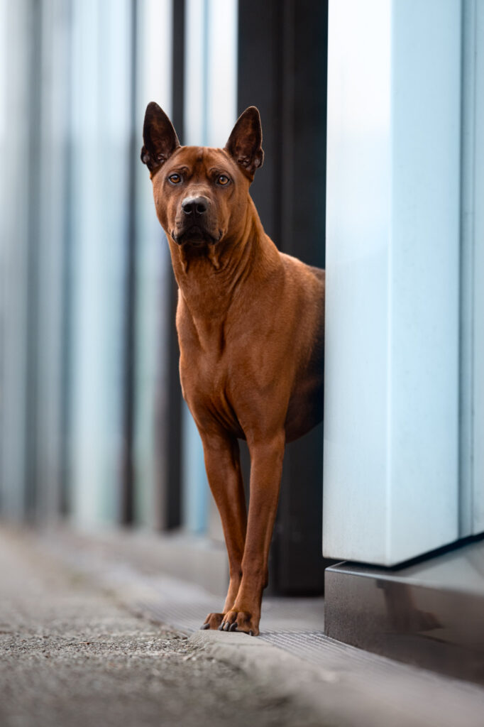 Hunde in der Stadt - Alpha in München 5 Tierfotografie Claudia Rahlmeier