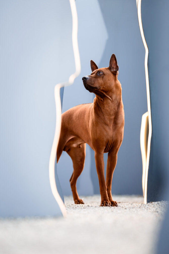 Hunde in der Stadt - Alpha in München 15 Tierfotografie Claudia Rahlmeier