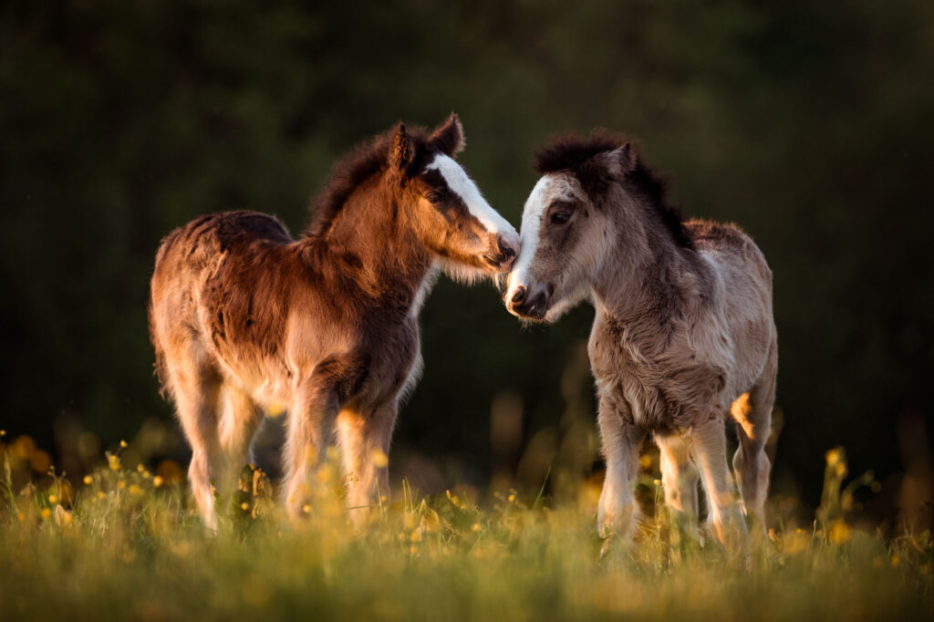 Portfoliotag am Schrankenschneiderhof 9 Tierfotografie Claudia Rahlmeier