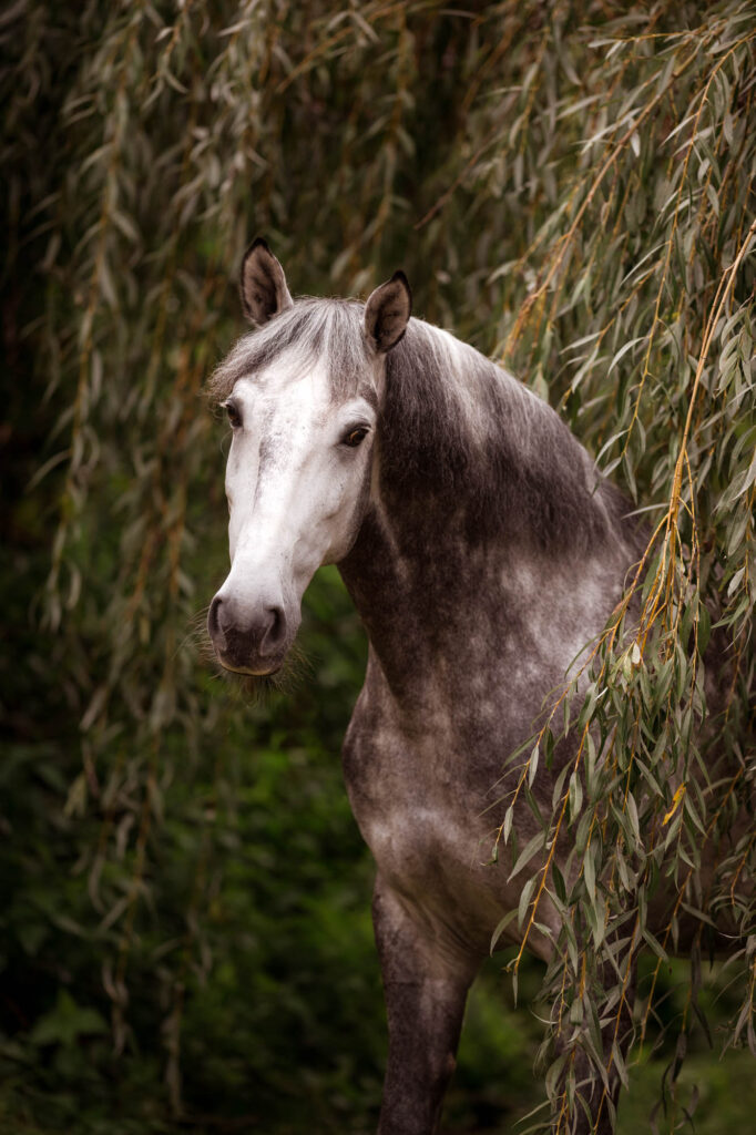 Die 5 schönsten Locations für Dein Fotoshooting mit Pferd 10 Tierfotografie Claudia Rahlmeier