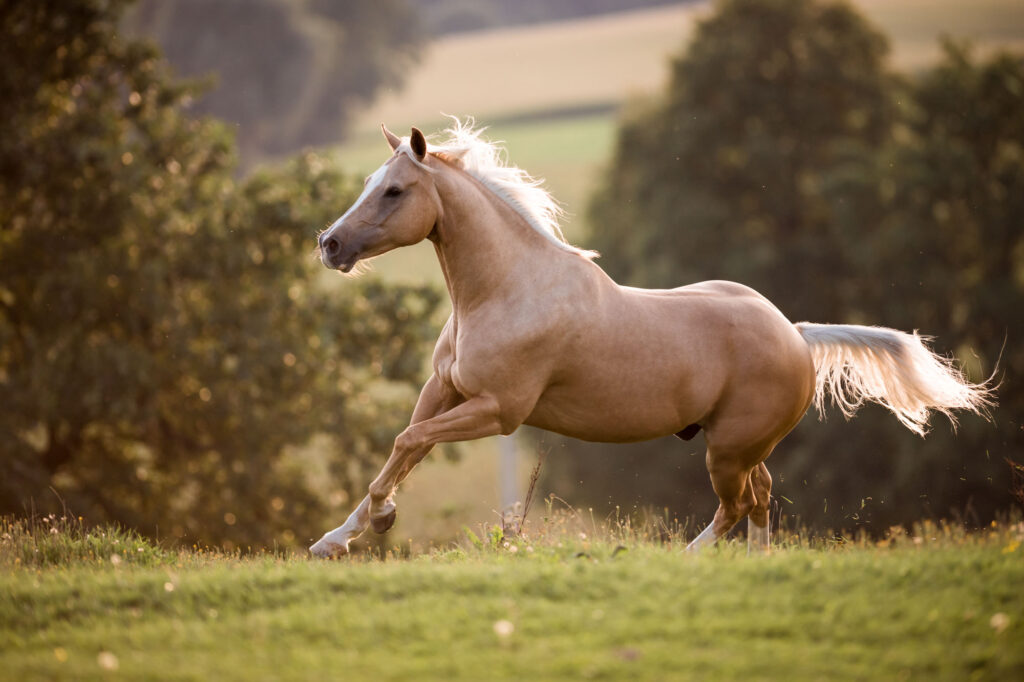 Die 5 schönsten Locations für Dein Fotoshooting mit Pferd 41 Tierfotografie Claudia Rahlmeier