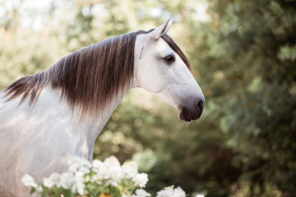 Die 5 schönsten Locations für Dein Fotoshooting mit Pferd 6 Tierfotografie Claudia Rahlmeier