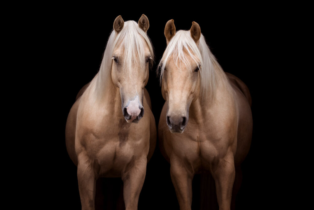 Die 5 schönsten Locations für Dein Fotoshooting mit Pferd 20 Die 5 schönsten Locations für Dein Fotoshooting mit Pferd