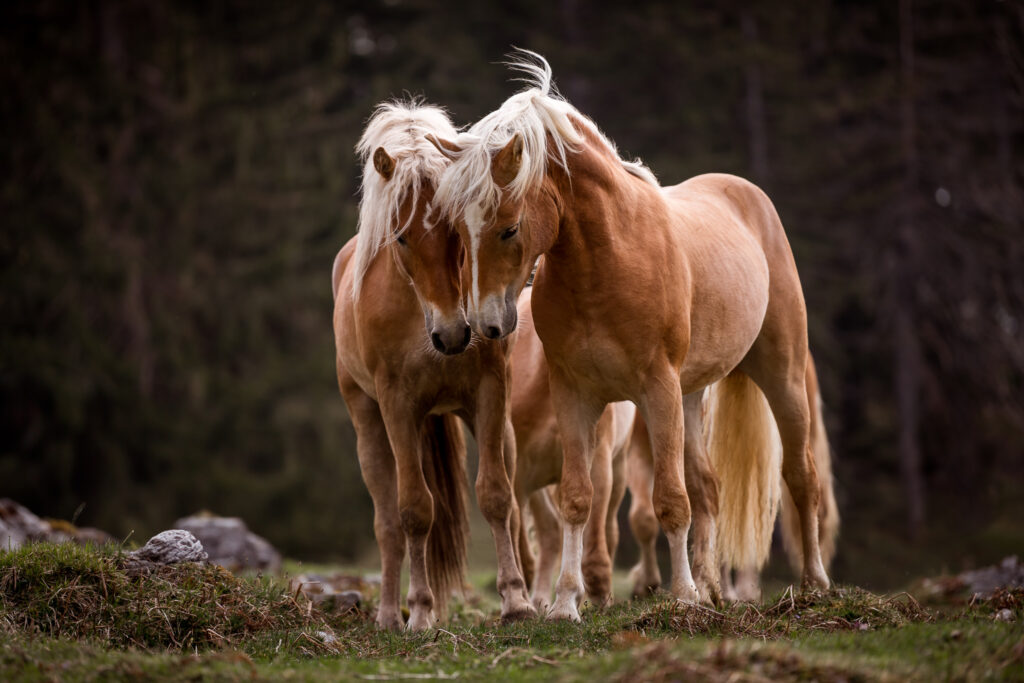 Dein Tier als Model! 17 Tierfotografie Claudia Rahlmeier