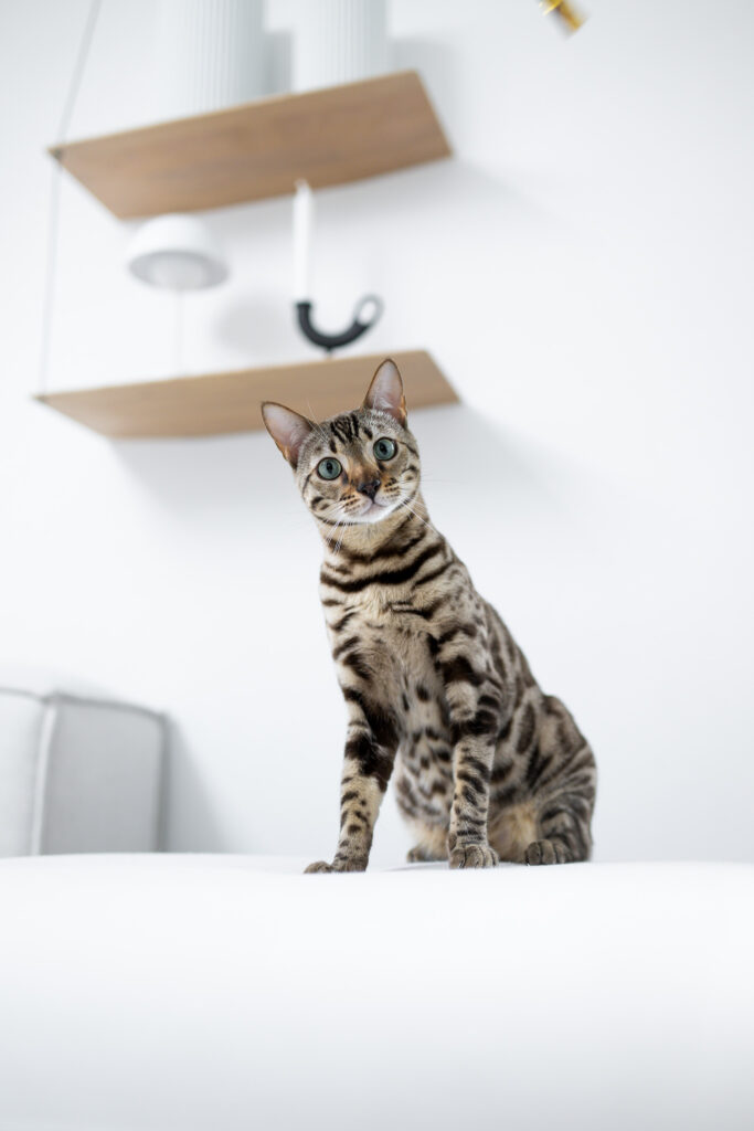Dein Tier als Model! 10 Tierfotografie Claudia Rahlmeier