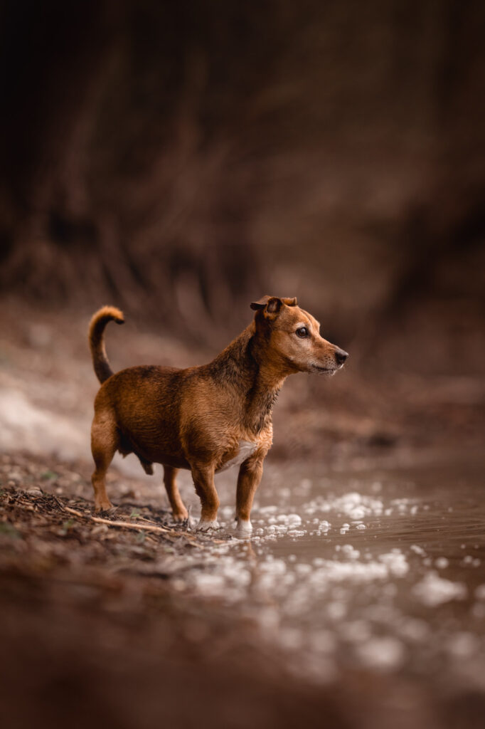 Cali, Elke & die Bedeutung echter Erinnerungen 20 Tierfotografie Claudia Rahlmeier