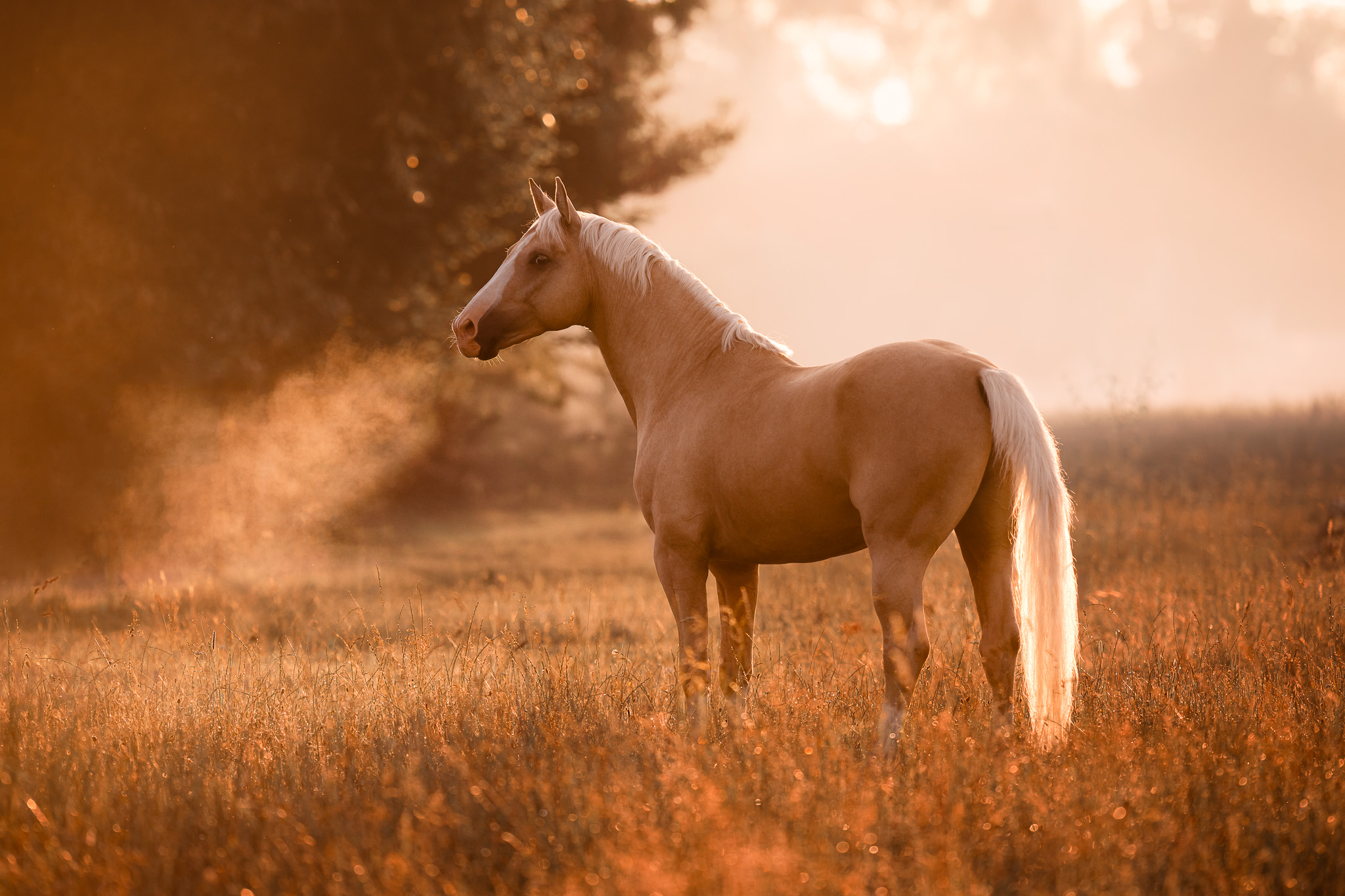 Tierfotografie Claudia Rahlmeier