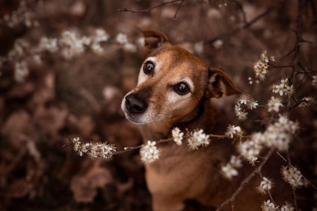 Cali, Elke & die Bedeutung echter Erinnerungen 17 Tierfotografie Claudia Rahlmeier