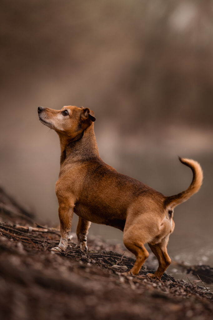 Cali, Elke & die Bedeutung echter Erinnerungen 18 Tierfotografie Claudia Rahlmeier